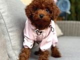 Toy Poodle Sevi̇mli̇ Yavrular Ev Üreti̇mi̇