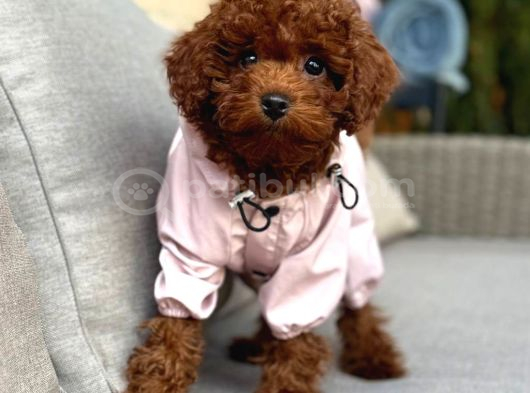 Toy Poodle Sevi̇mli̇ Yavrular Ev Üreti̇mi̇ görsel