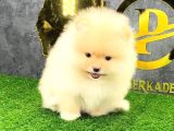 POMERRİAN BOO SEVİMLİ YAVRULAR
