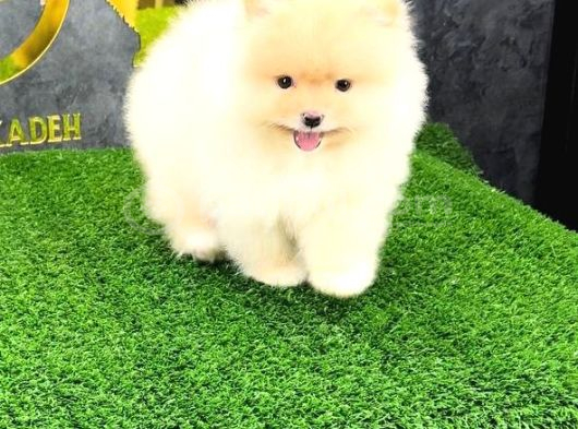 Pomerri̇an Boo Sevi̇mli̇ Yavrular görsel