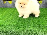 Pomerri̇an Boo Sevi̇mli̇ Yavrular