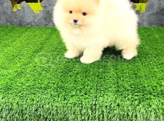 Pomerri̇an Boo Sevi̇mli̇ Yavrular görsel