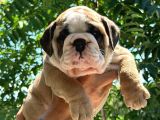 Üst Düzey İngi̇li̇z Buldog Yavrular