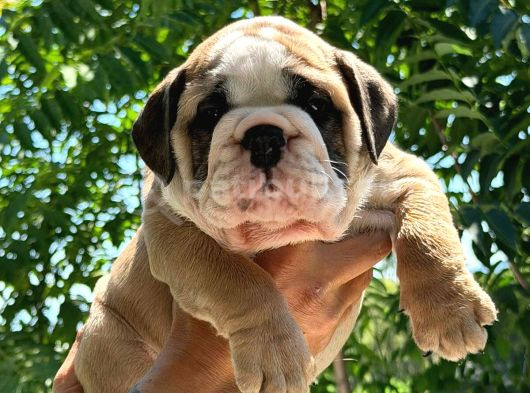 Üst Düzey İngi̇li̇z Buldog Yavrular görsel