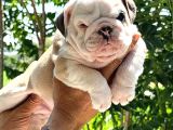 Üst Düzey İngi̇li̇z Buldog Yavrular