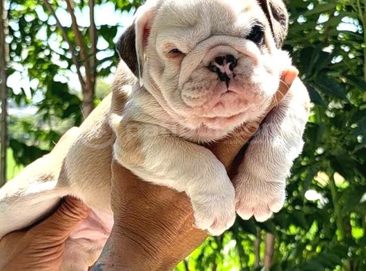 Üst Düzey İngi̇li̇z Buldog Yavrular görsel