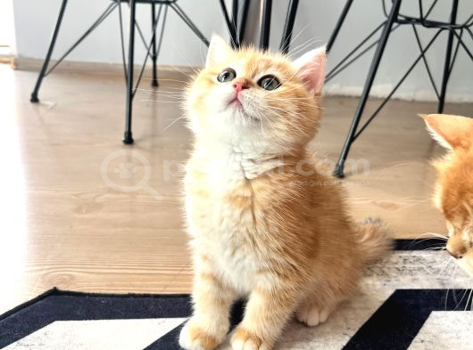 Safkan British Shorthair Golden Ny12 Erkek Yavru  30 Mart D