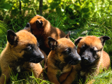 Kaliteli Kan Hattından Belçika Malinois Yavruları