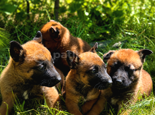 Kaliteli Kan Hattından Belçika Malinois Yavruları