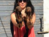 Efsane Doberman Yavrularım Sağlık Ve Irk Garantili