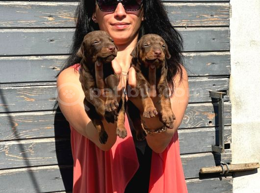 Efsane Doberman Yavrularım Sağlık Ve Irk Garantili görsel