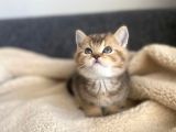 Tabby Yavrularımız Yeni Sahiplerini Arıyor Sarı - Siyah Efsane Renkler