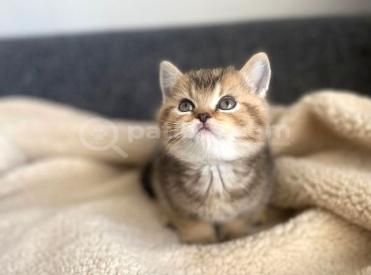 Tabby Yavrularımız Yeni Sahiplerini Arıyor Sarı - Siyah Efsane Renkler görsel
