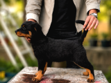 Safkan Rottweiler Yavrusu