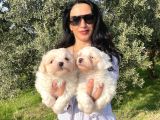 Pamuk Gibi Maltese terrier yavrularım sağlık ve ırk garan