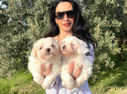 Pamuk Gibi Maltese Terrier Yavrularım Sağlık Ve Irk Garan