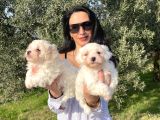 Pamuk Gibi Maltese Terrier Yavrularım Sağlık Ve Irk Garan