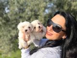 Pamuk Gibi Maltese Terrier Yavrularım Sağlık Ve Irk Garan