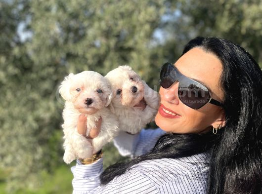 Pamuk Gibi Maltese Terrier Yavrularım Sağlık Ve Irk Garan görsel