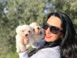 Pamuk Gibi Maltese Terrier Yavrularım Sağlık Ve Irk Garan