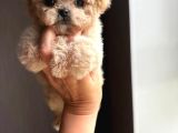 Efso Kore Maltipoo Yavrular
