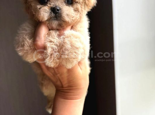 Efso Kore Maltipoo Yavrular görsel