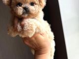 Efso Kore Maltipoo Yavrular