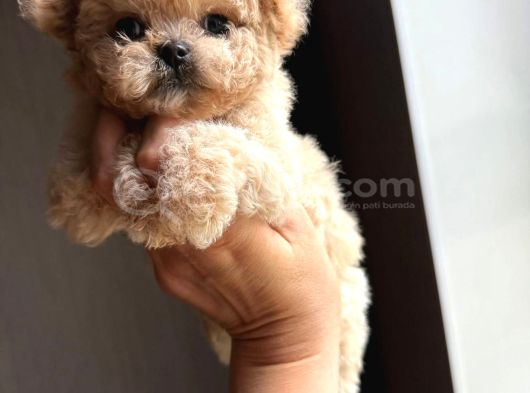 Efso Kore Maltipoo Yavrular görsel