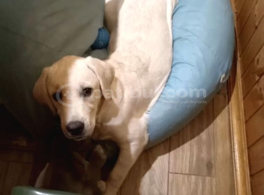 Eğitimlş Full Aşılı Safkan Labrador Yavrular görsel