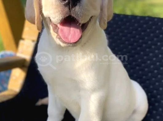 Eğitimlş Full Aşılı Safkan Labrador Yavrular görsel
