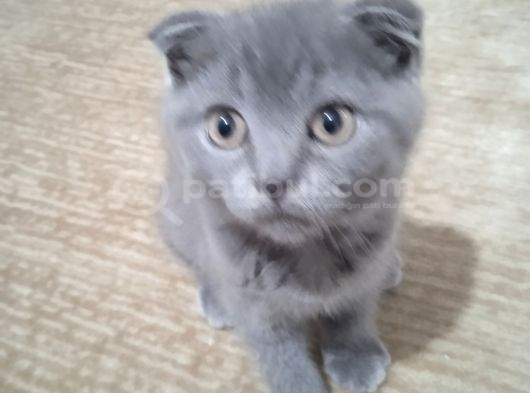 Brıtısh Shorthair Kırık Kulak Kocaeli