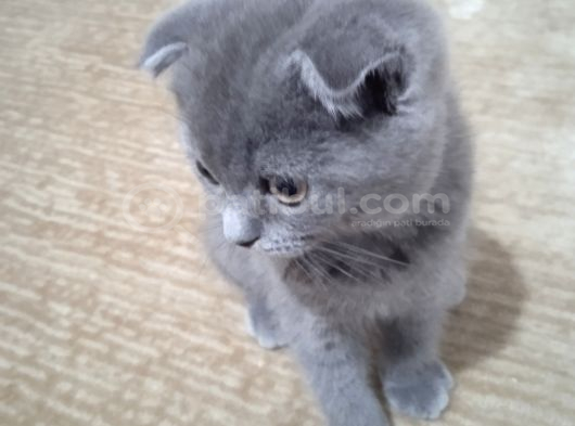 Brıtısh Shorthair Kırık Kulak Kocaeli görsel