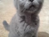 Brıtısh Shorthair Kırık Kulak Kocaeli