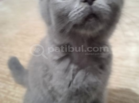 Brıtısh Shorthair Kırık Kulak Kocaeli görsel