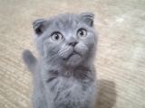 Brıtısh Shorthair Kırık Kulak Kocaeli