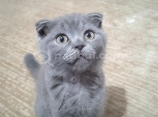 Brıtısh Shorthair Kırık Kulak Kocaeli görsel