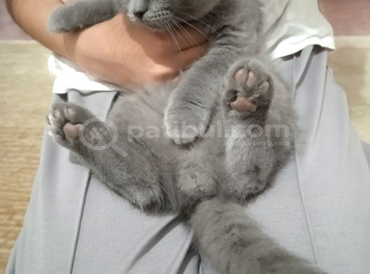Brıtısh Shorthair Kırık Kulak Kocaeli görsel