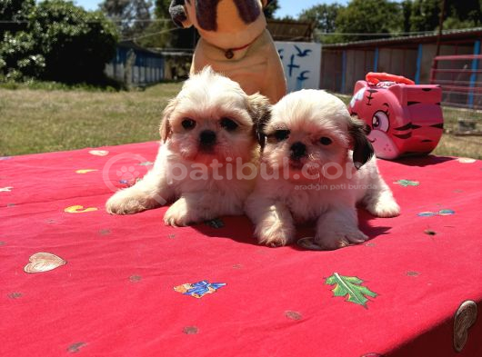 Orji̇nal Shi̇h Tzu Bebekler görsel