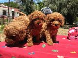Mi̇nyatür Poodle Yavrular