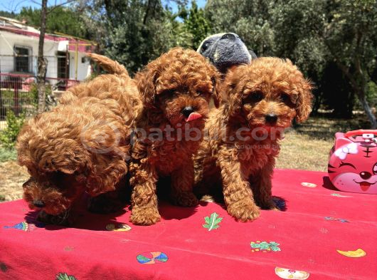 Mi̇nyatür Poodle Yavrular görsel
