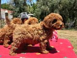 Mi̇nyatür Poodle Yavrular