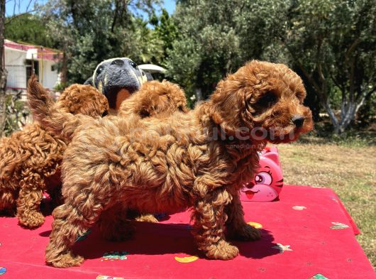 Mi̇nyatür Poodle Yavrular görsel