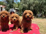 Mi̇nyatür Poodle Yavrular