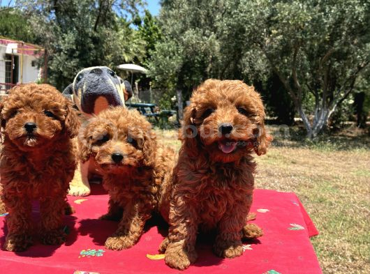Mi̇nyatür Poodle Yavrular görsel