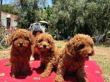 MİNYATÜR POODLE YAVRULAR