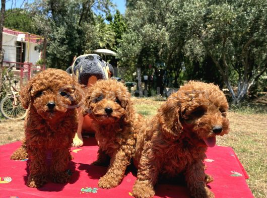 MİNYATÜR POODLE YAVRULAR
