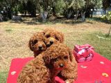 Mi̇nyatür Poodle Yavrular
