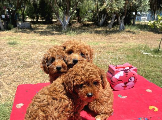Mi̇nyatür Poodle Yavrular görsel