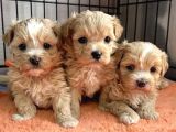Küçük Maltipoo Büyümeyecek Yavrular
