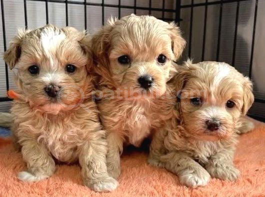 Küçük Maltipoo Büyümeyecek Yavrular görsel